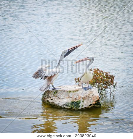 Spot Billed Pelican Bird On The Rock In The River - Pelecanidae Pelecanus Philippensis