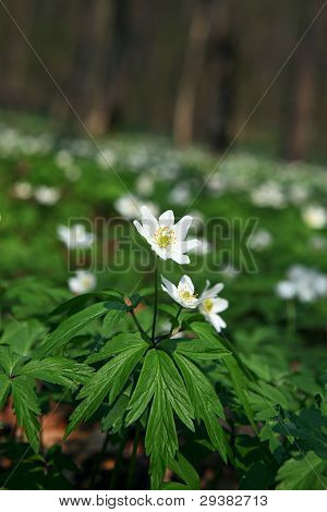 Anemone Sylvestris