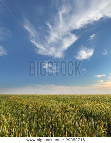 Vete fält och blå himmel med moln