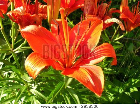 Tigerlilly pomarańczowy