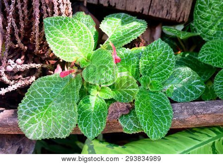 Flower And Plant, Episcia Or Flame Violet Plants. A Native Plant In Tropical Regions Of Central And 