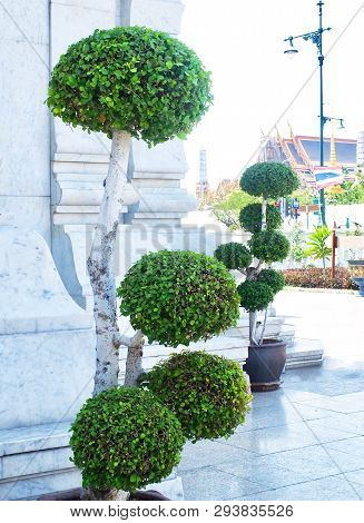 Fresh Green Beautiful Streblus Asper Or Siamese Rough Bush Bonsai Tree In City Pillar Shrine Or San 