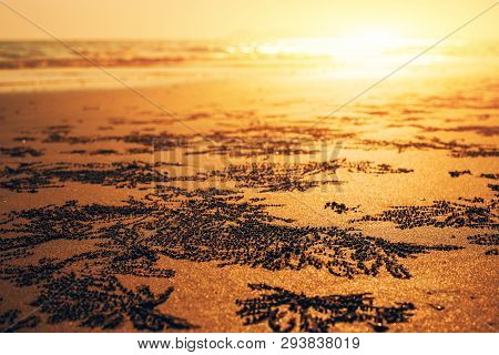 Crab,ocypode ,wind Crab Are On The Sand Art With Sunset.