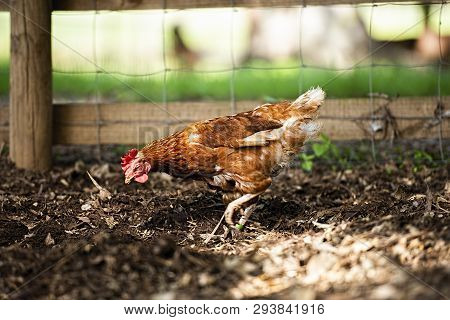 Isa Brown Chicken