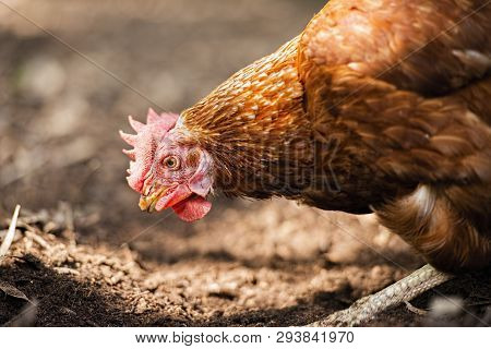 Isa Brown Chicken