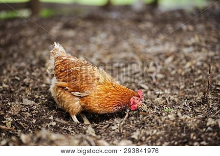 Isa Brown Chicken