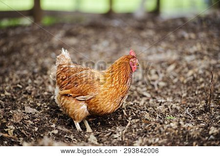 Isa Brown Chicken