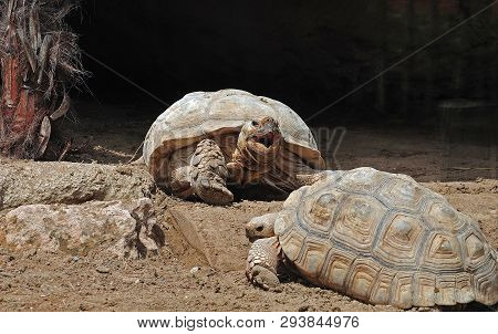 African Spurred Turtoises In Dry Landscape Near Trunk Of A Palm Tree, One Of Them Yawning