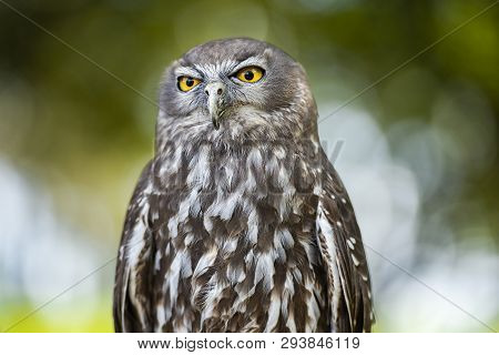 Barking Owl