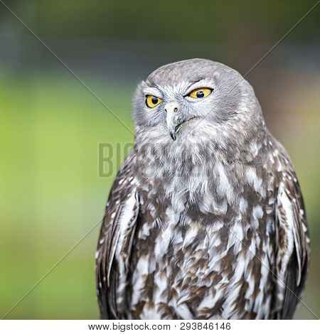 Barking Owl