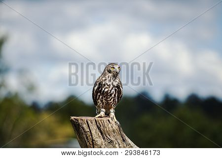 Barking Owl