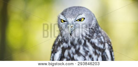 Barking Owl
