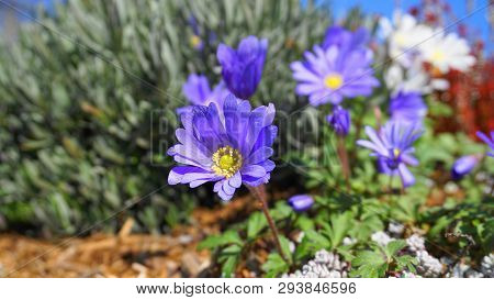 Beautiful Light Blue Anemone Apennina Flowers Meadow Close Up.