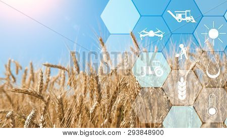 Smart Farming And Agritech. Precision Agriculture Network Icons On Wheat Field Background, Empty Spa