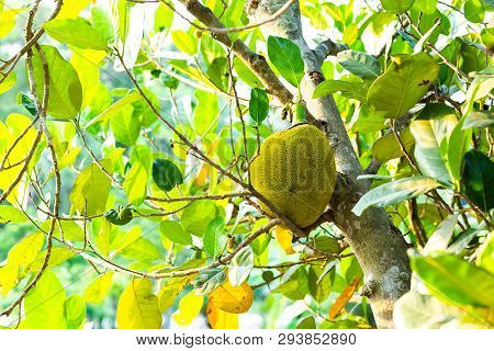 Jackfruit Is Delicious Sweet Fruit. Jackfruit Tree And Young Jackfruits