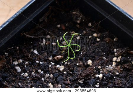 Sprouting seeds of European Larch or Larix Decidua in soil mixture with perlite