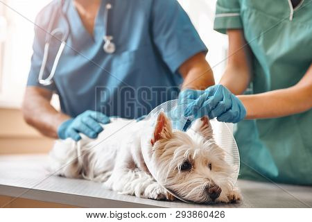 It Doesnt Hurt At All. Hands Of Two Veterinarians In Protective Gloves Putting On A Protective Plast