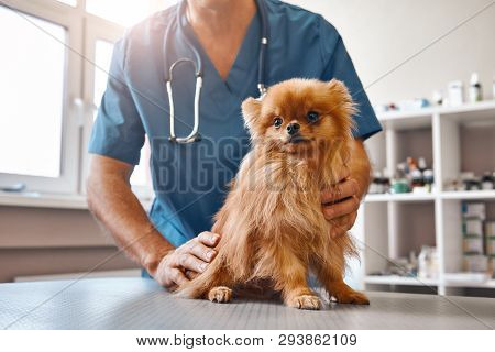 Cute Patient. Male Vet In Work Uniform Holding Little Beautiful Dog Which Is Sitting On The Table An