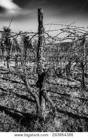 Black And White Suggestion Of An Old Vineyard