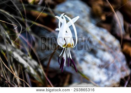 First Flower Of The Sping Coming Out Form The Snow