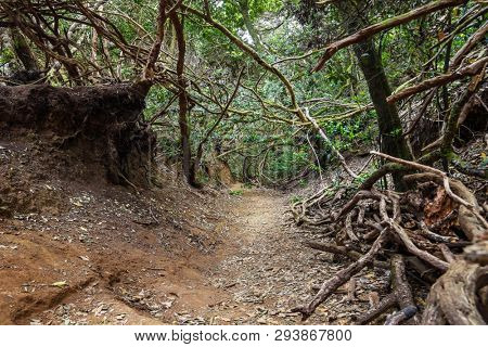 Anaga Natural Park Pathway. Parque Rural de Anaga, Tenerife, Spain.