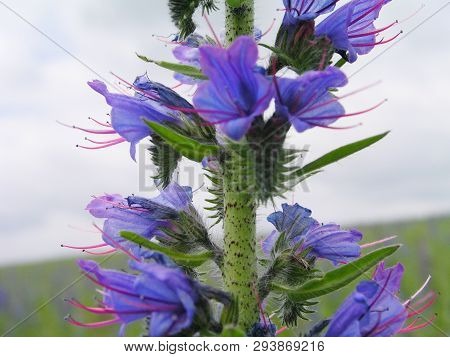Echium Vulgare, Viper's Bugloss, Blueweed. Collect Pollen In The Meadow. Detailed Image Of The Bee C