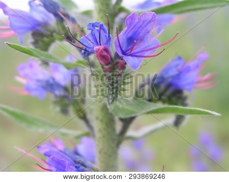 Echium Vulgare, Viper's Bugloss, Blueweed. Collect Pollen In The Meadow. Detailed Image Of The Bee C