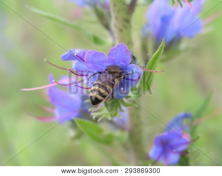 Honey Bee Collects Nectar From Echium Vulgare, Viper's Bugloss, Blueweed. Collect Pollen In The Mead