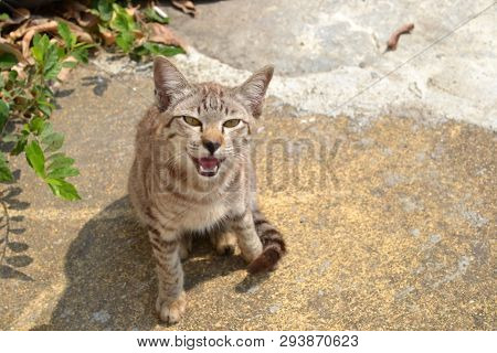 Little Outdoor Striped Kitten Meows  And Shows Teeth Sitting On The Ground. Photo On The Brown Backg