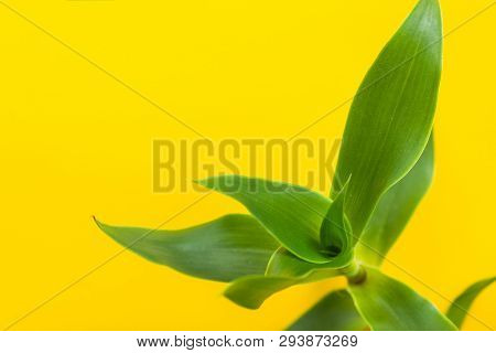 Rosette Of Green Potted Callisia Fragrans Indoor House Plant On Bright Yellow Background. Interior D