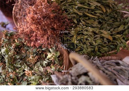 herbalist gardender  small business owner picking gathering fresh herbs for alternative medicine tea and poutting on balance