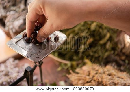 herbalist gardender  small business owner picking gathering fresh herbs for alternative medicine tea and poutting on balance