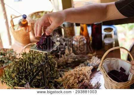 herbalist gardender  small business owner picking gathering fresh herbs for alternative medicine tea and poutting on balance