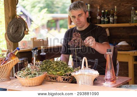 herbalist gardender  small business owner picking gathering fresh herbs for alternative medicine tea and poutting on balance