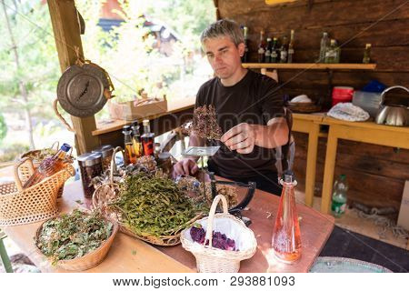 herbalist gardender  small business owner picking gathering fresh herbs for alternative medicine tea and poutting on balance