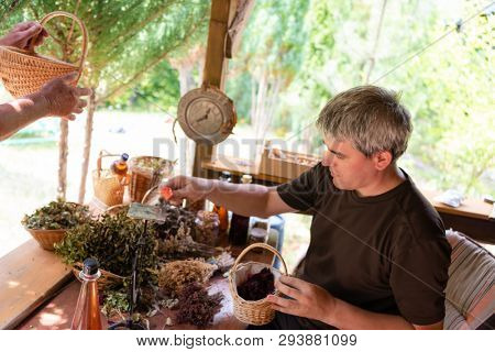 herbalist gardender  small business owner picking gathering fresh herbs for alternative medicine tea and poutting on balance