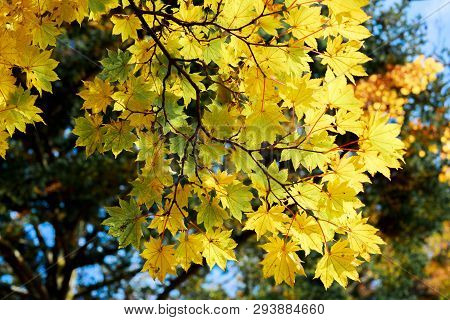 Yellow Glowing Maple Leaves - Chugushi, Nikko, Japan