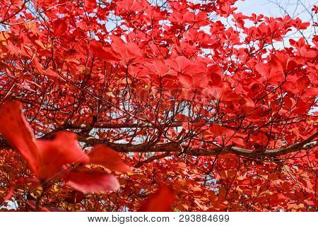 Red Glowing Leaves - Chugushi, Nikko, Japan