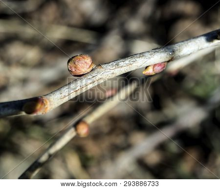 Kidneys Of Black Currant Affected By A Kidney Tick With The Latin Name Cecidophyopsis Ribis