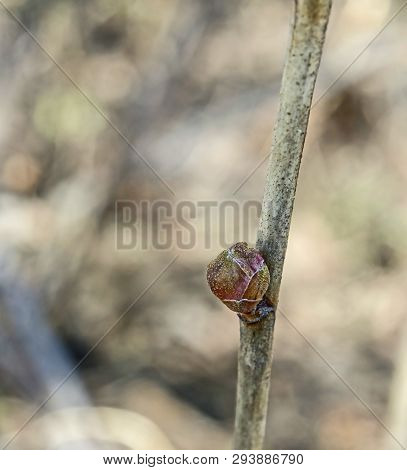 Kidneys Of Black Currant Affected By A Kidney Tick With The Latin Name Cecidophyopsis Ribis
