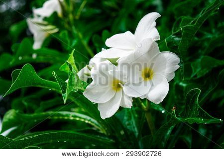 Plumeria Pudica Jacq On Tree In Garden