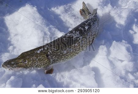 Freshly Caught Pike Lying On The Snow