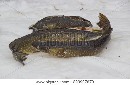 Freshly Caught Fish Lying On The Snow