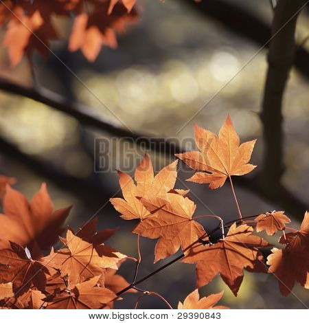 Les feuilles rouges