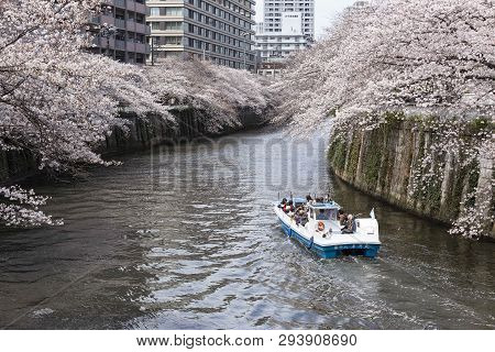 April 02, 2019, Tokyo, Japan - Visitors On A Boat Enjoy The View Of Cherry Blossoms Along Nakameguro