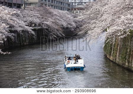 April 02, 2019, Tokyo, Japan - Visitors On A Boat Enjoy The View Of Cherry Blossoms Along Nakameguro