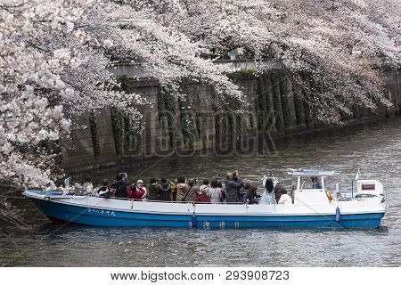 April 02, 2019, Tokyo, Japan - Visitors On A Boat Enjoy The View Of Cherry Blossoms Along Nakameguro