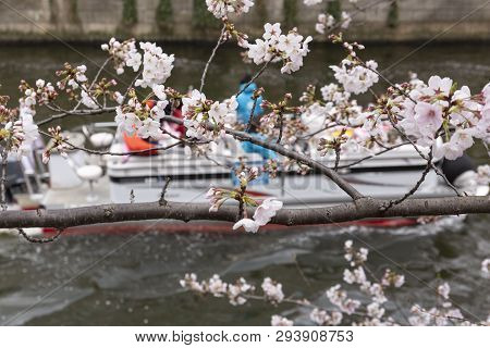 April 02, 2019, Tokyo, Japan - Visitors On A Boat Enjoy The View Of Cherry Blossoms Along Nakameguro