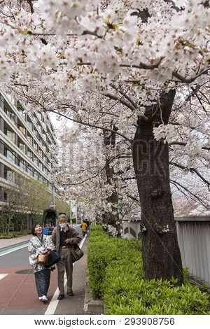 April 02, 2019, Tokyo, Japan - Visitors Enjoy The Cherry Blossoms In Nakameguro River.