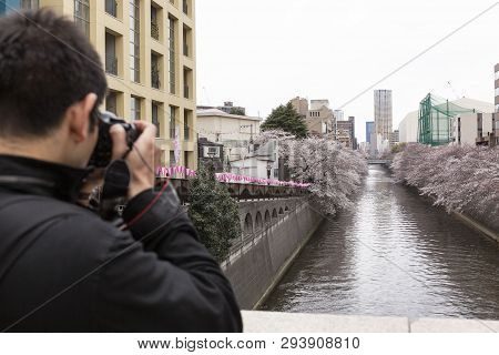 April 02, 2019, Tokyo, Japan - A Man Takes A Picture Of Cherry Blossoms In Nakameguro River.